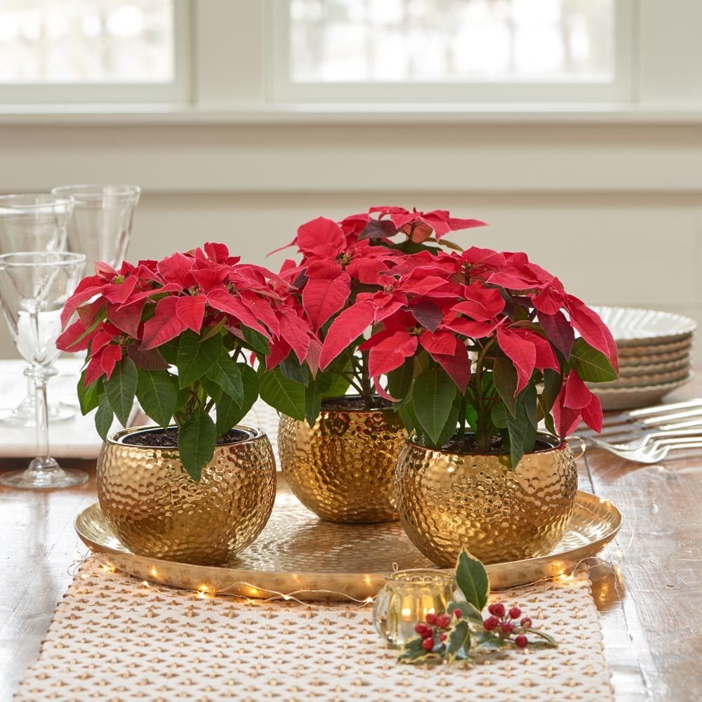 Poinsettia | White Flower Farm