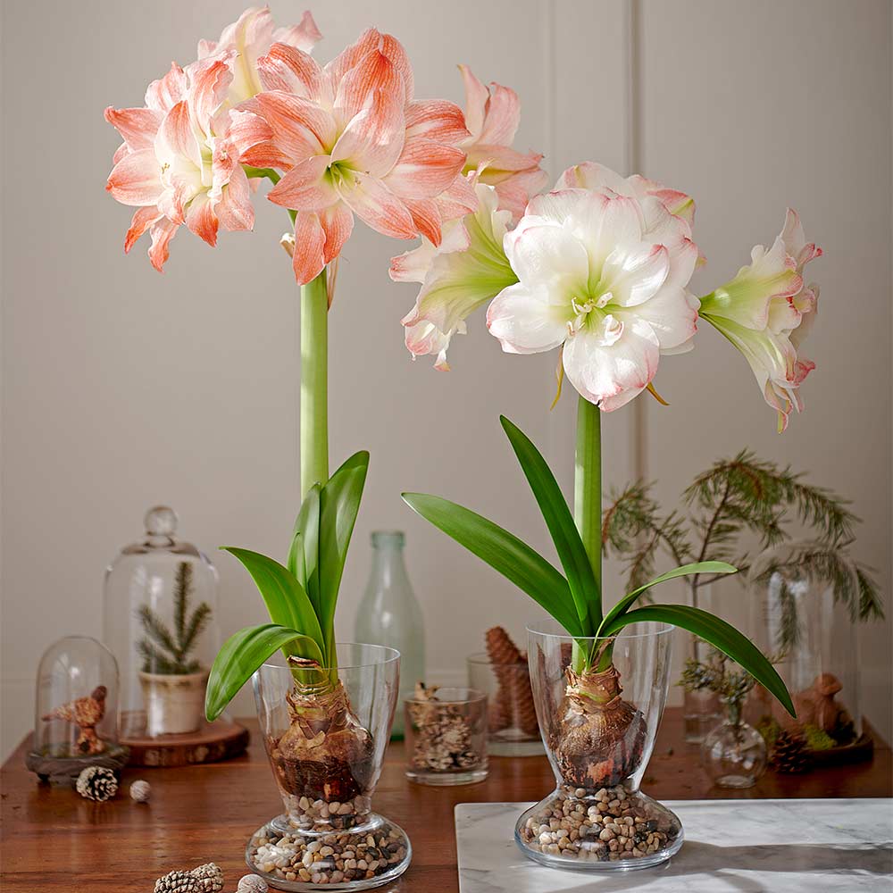 Instructions to grow Amaryllis Bulbs easily at home that you need