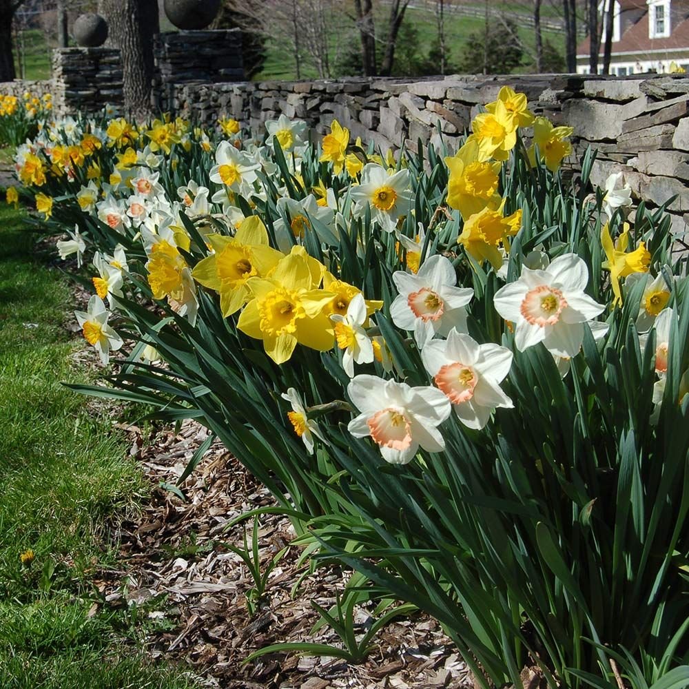 The Best Double Daffodil Varieties to Boost Your Spring Garden