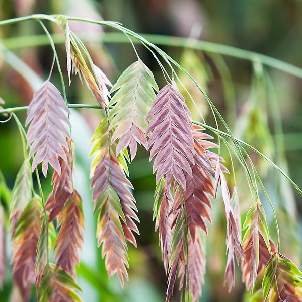 Ornamental Grass: Chasmanthium latifolium | White Flower Farm