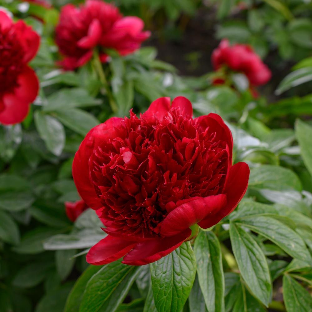 Herbaceous Peony Care — Peony's Envy