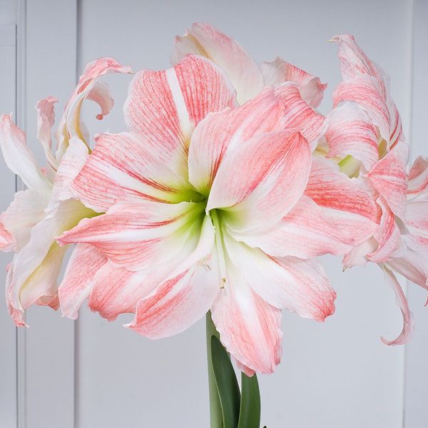 Amaryllis Giant Amadeus | White Flower Farm