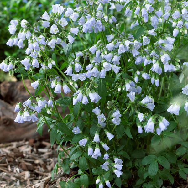 Native Meadow Garden | White Flower Farm