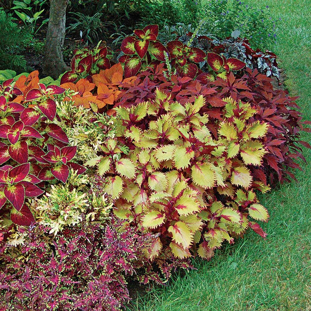 Coleus | White Flower Farm