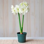 Amaryllis Alfresco | White Flower Farm