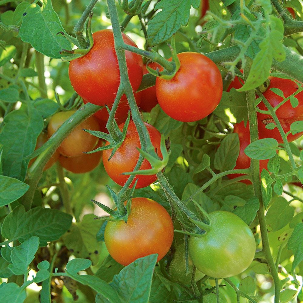 Hybrid Tomatoes White Flower Farm 2093