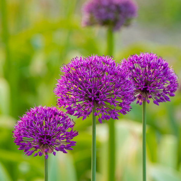 Allium 'Purple Sensation' | White Flower Farm