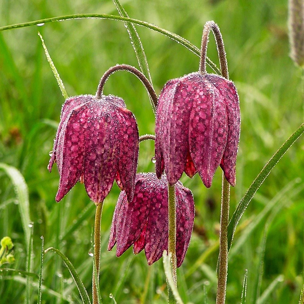 Fritillaria Flowers, Fritillaria Bulbs & More | White Flower Farm