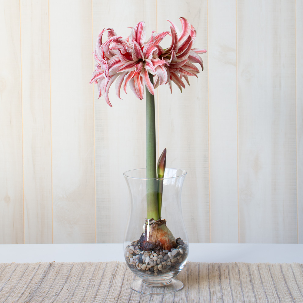 Amaryllis 'Doublet' | White Flower Farm