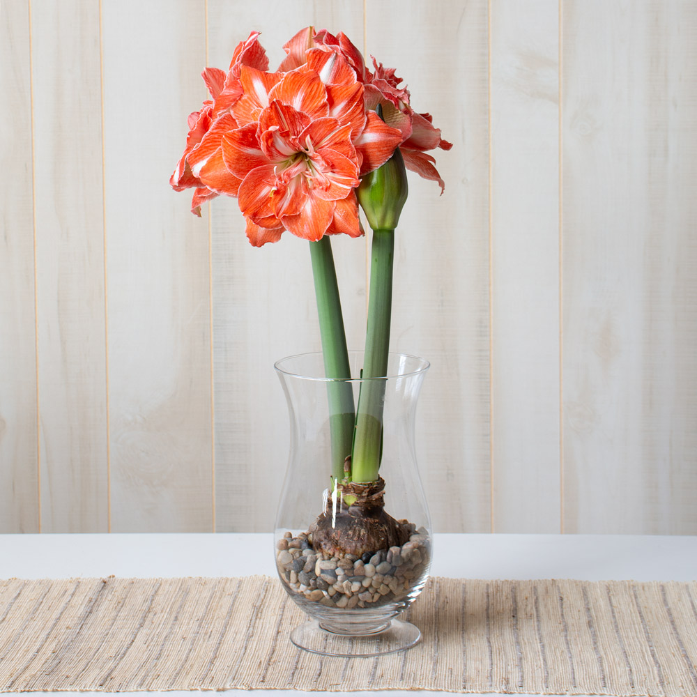 Amaryllis 'Sunshine Nymph' | White Flower Farm