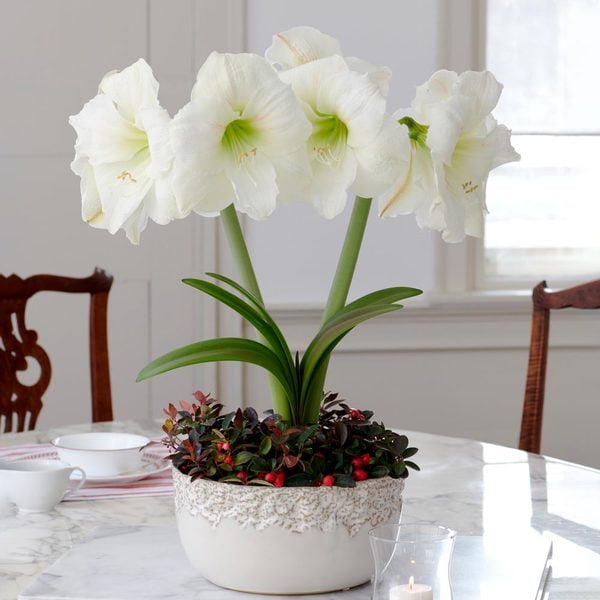 Amaryllis Moscow | White Flower Farm