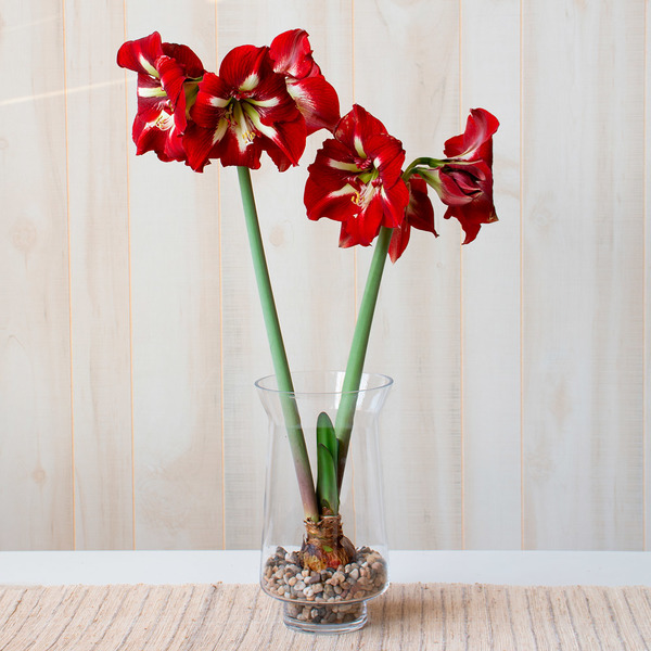 Amaryllis 'Barbados' one bulb with glass vase kit | White Flower Farm