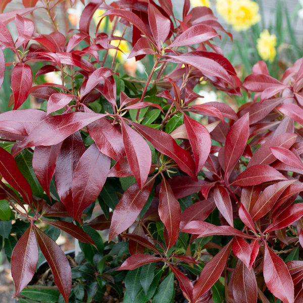 Pieris japonica 'Katsura' | White Flower Farm