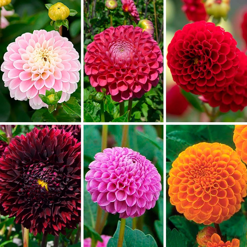 Having a Ball Dahlia Collection | White Flower Farm