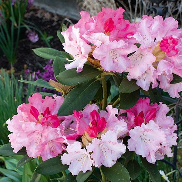 Rhododendron yakushimanum 'Solidarity' | White Flower Farm