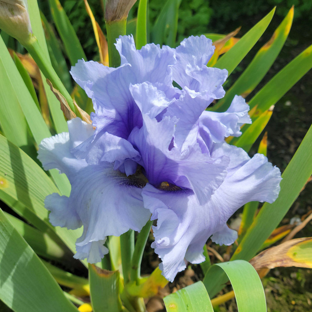 Iris germanica Café Bleu - Reblooming | White Flower Farm