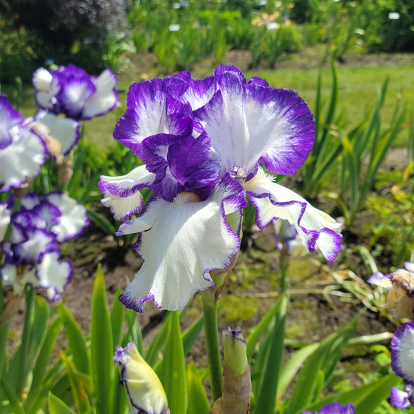 Iris germanica 'Presby's Crown Jewel' - Reblooming | White Flower Farm
