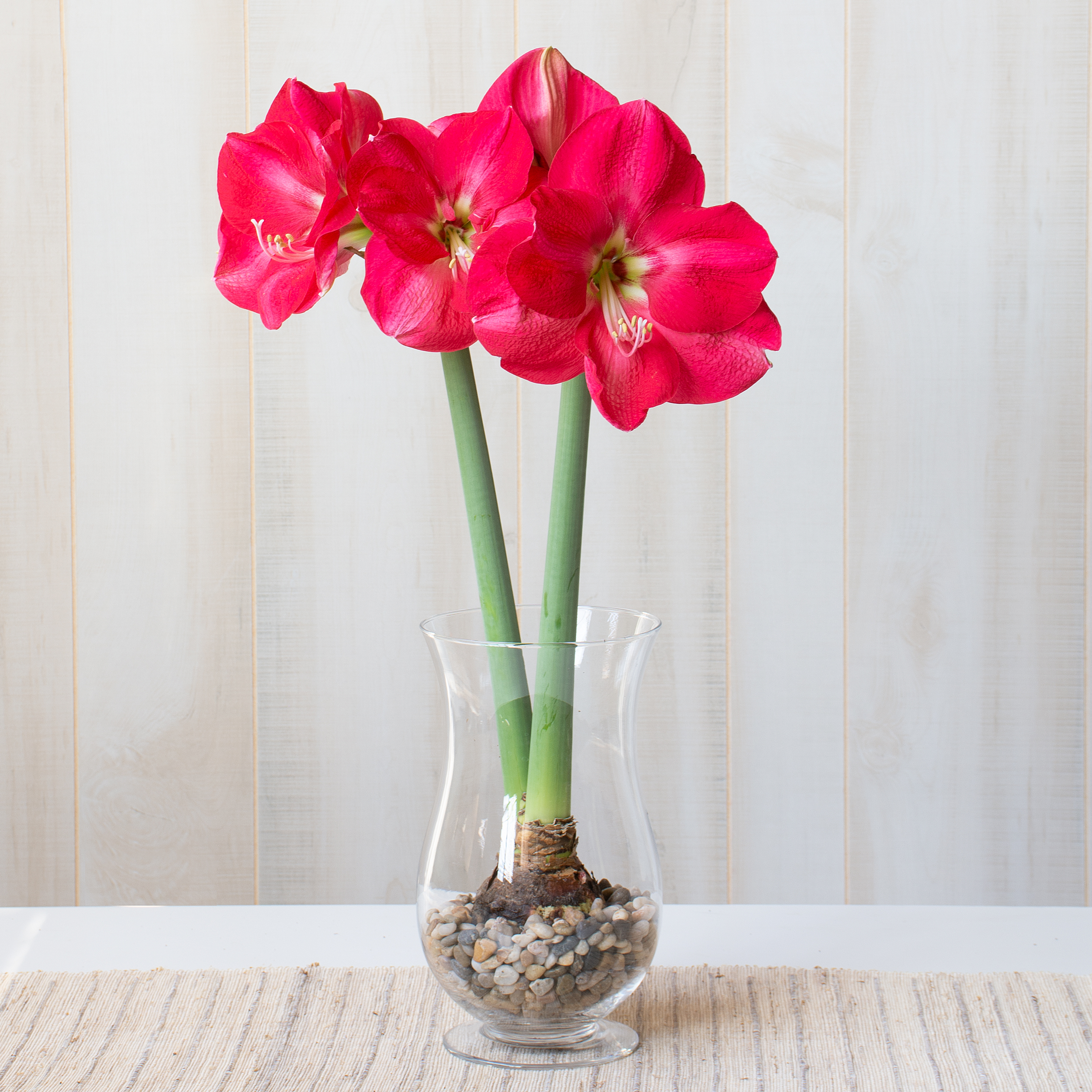 Amaryllis Bulbs in Glass