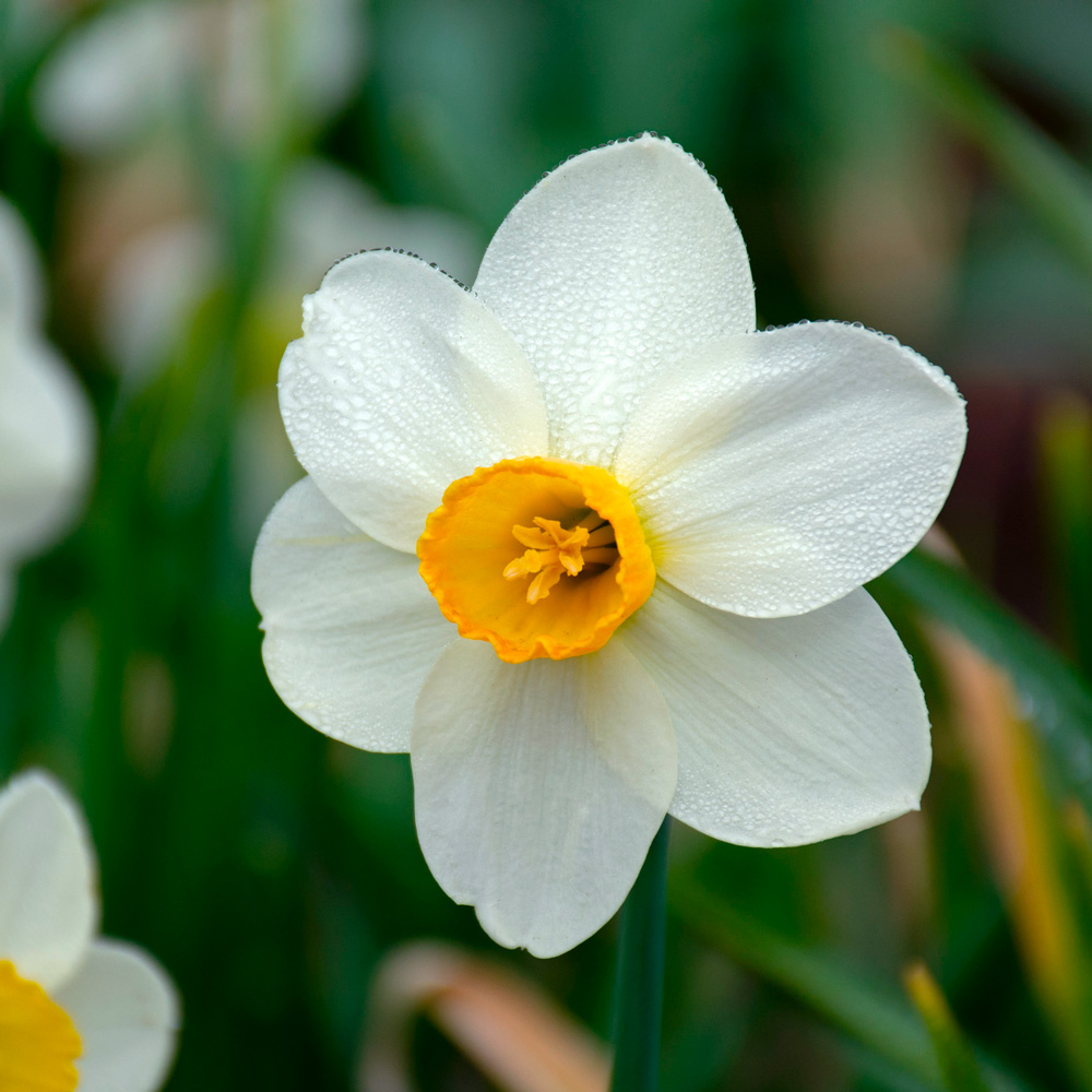 Narcissus 'Jack Sparrow' | White Flower Farm