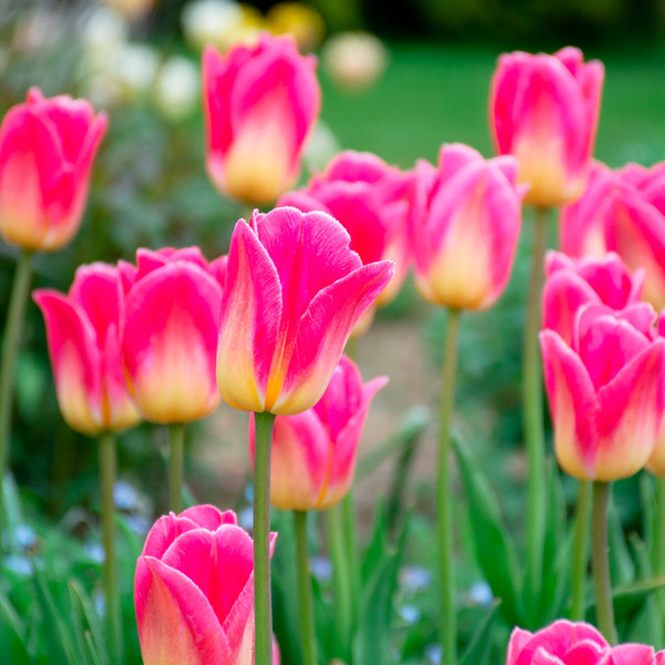 Tulip 'Tom Pouce' | White Flower Farm