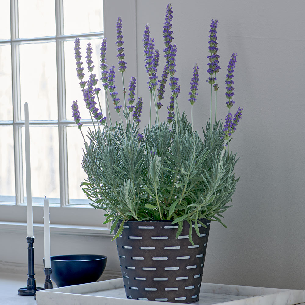 Lavender 'Goodwin Creek Grey' in 7 woven basket