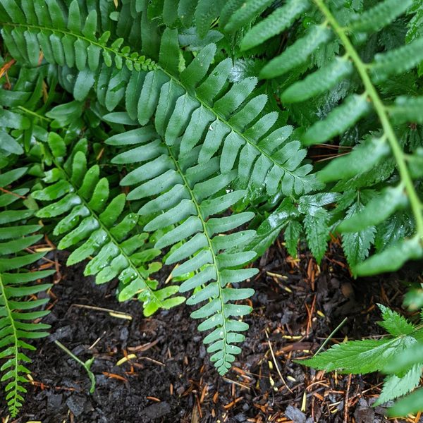 Polystichum acrostichoides - Christmas Fern | White Flower Farm