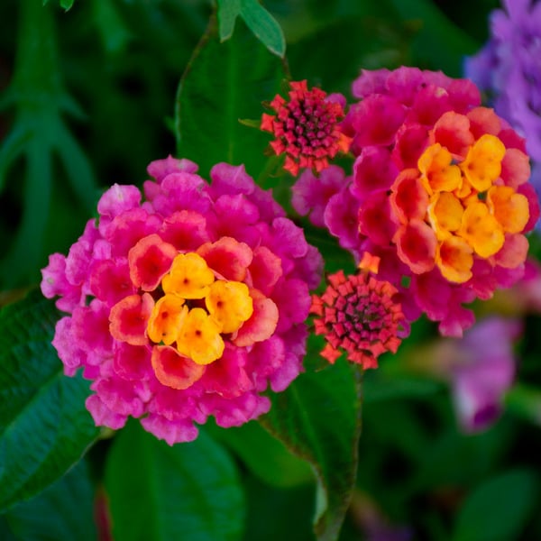 Lantana camara Landmark™ Rose Sunrise | White Flower Farm