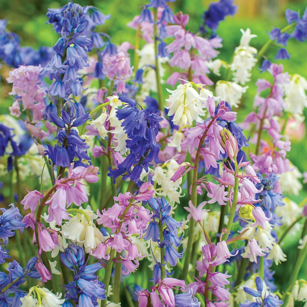Bluebell Growing Guides, Tips, and Information