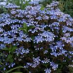  Hydrangea serrata Tiny Tuff Stuff™