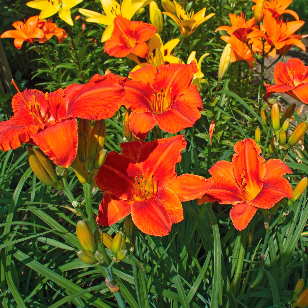 Hemerocallis (Daylily) 'Alabama Jubilee' | White Flower Farm