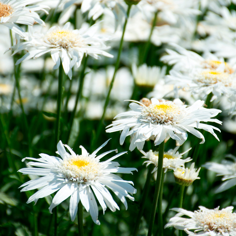 Leucanthemum x superbum Christine Hagemann | White Flower Farm