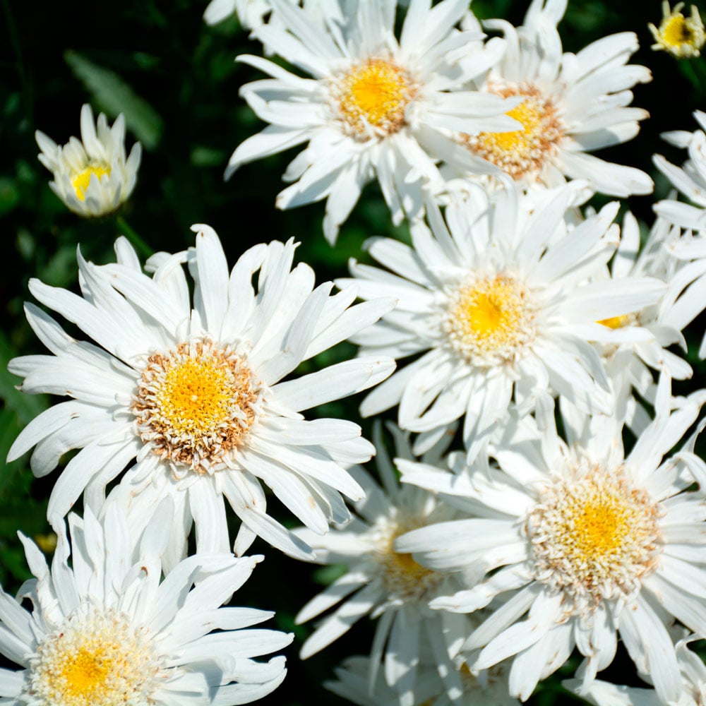 Leucanthemum x superbum Christine Hagemann | White Flower Farm