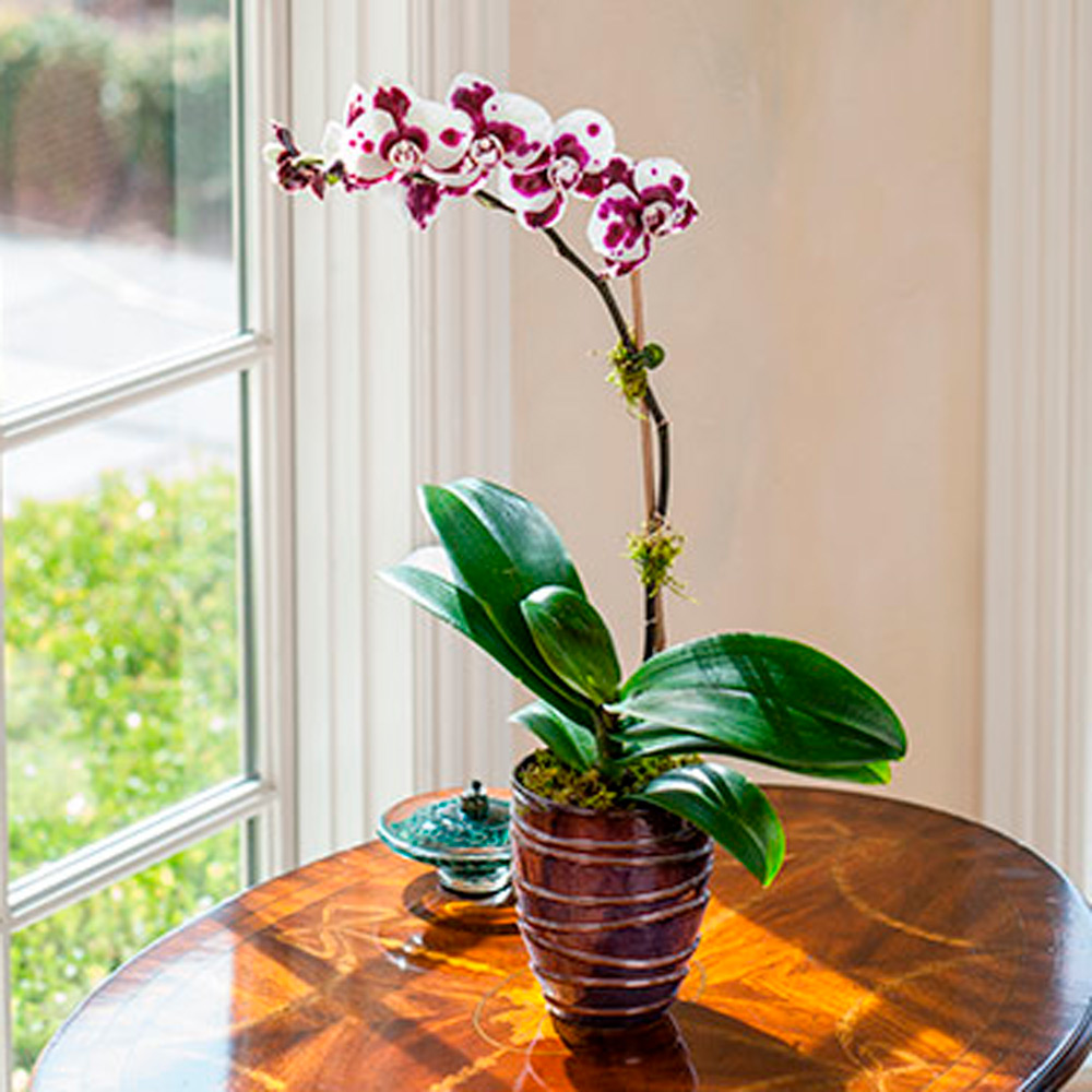 Months of Easy-Care Moth Orchids - Grower's Choice | White Flower Farm