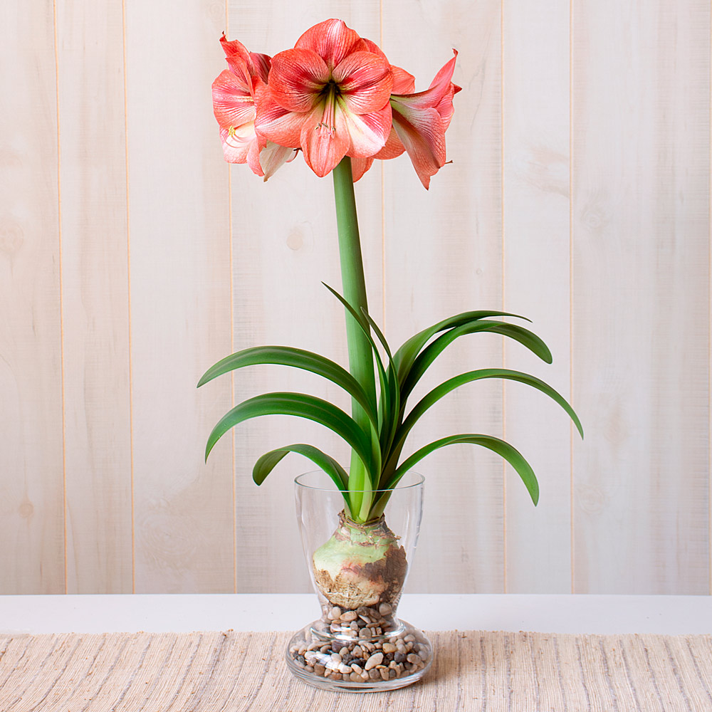 Amaryllis 'Provence' | White Flower Farm