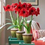  Red Amaryllis - Standard Shipping Included