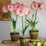  Pink Amaryllis - Standard Shipping Included