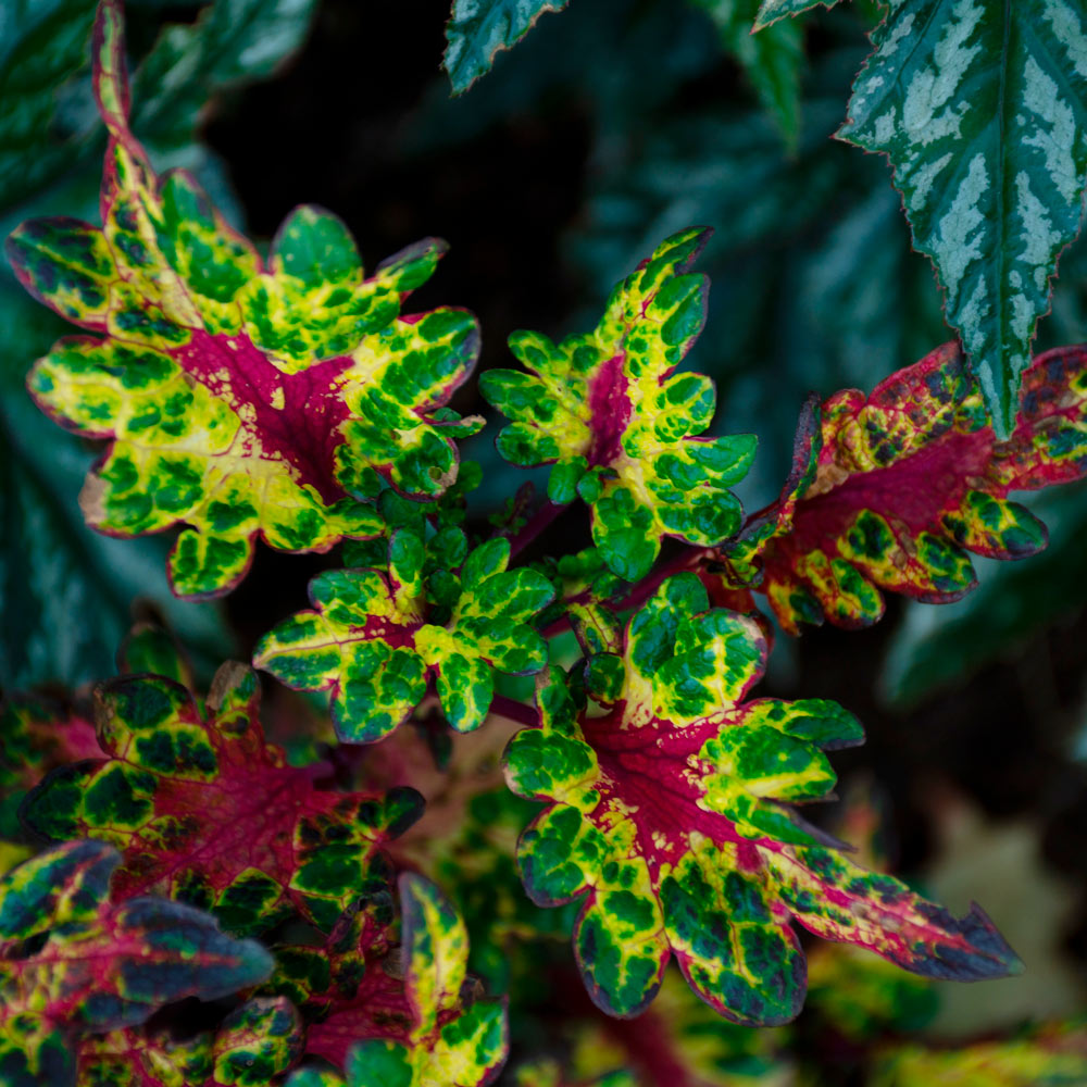 coleus-tickled-pickle-white-flower-farm