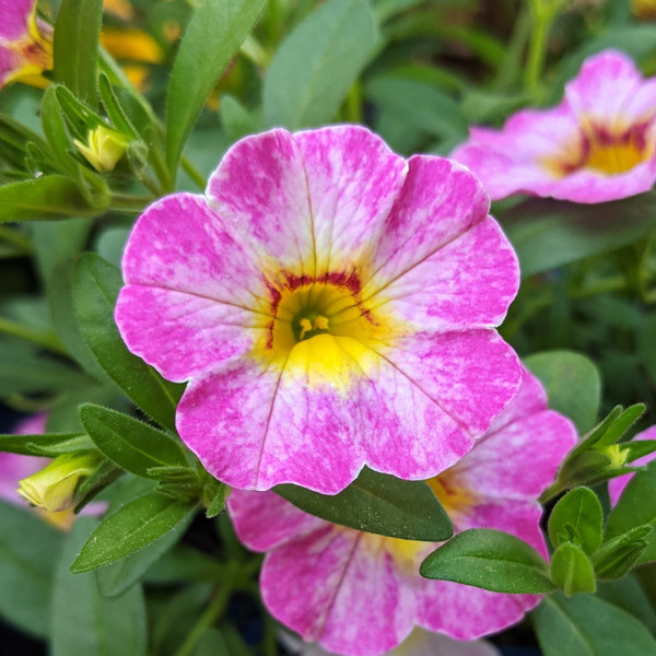 Calibrachoa Rainbow ‘Parisian Pink’ | White Flower Farm