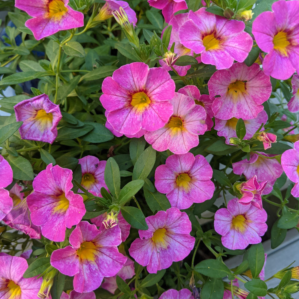 Calibrachoa Rainbow ‘parisian Pink’ 