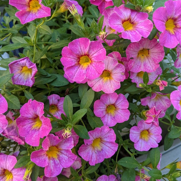 Calibrachoa Rainbow ‘Parisian Pink’ | White Flower Farm