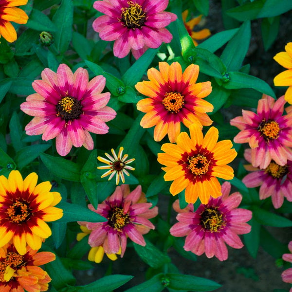 Zinnia Profusion Red Yellow Bicolor White Flower Farm