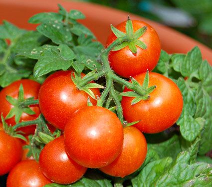 Tomato Red Robin | White Flower Farm