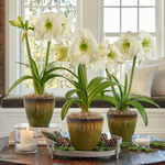  White Amaryllis - Standard Shipping Included