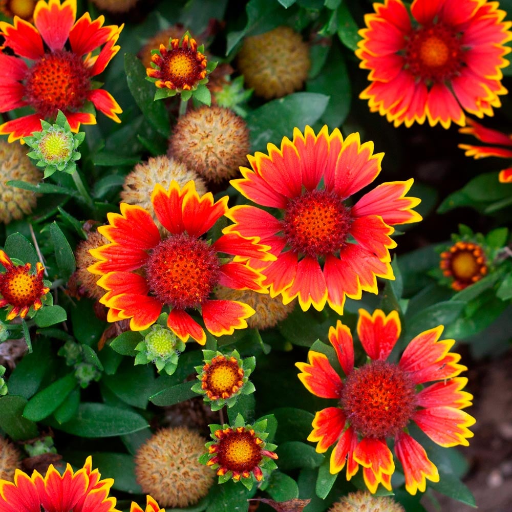 Gaillardia SpinTop® Orange Halo Improved | White Flower Farm