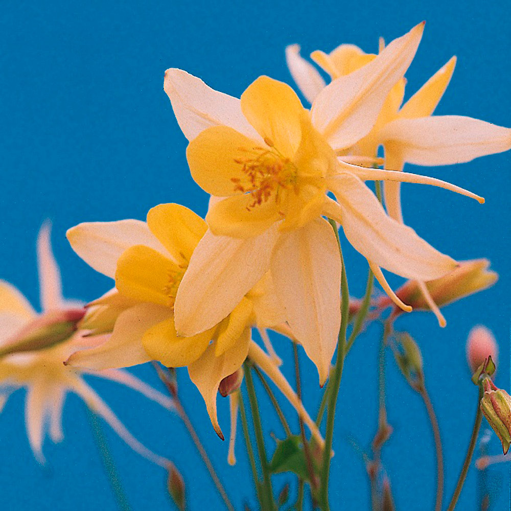 aquilegia-chrysantha-denver-gold-white-flower-farm