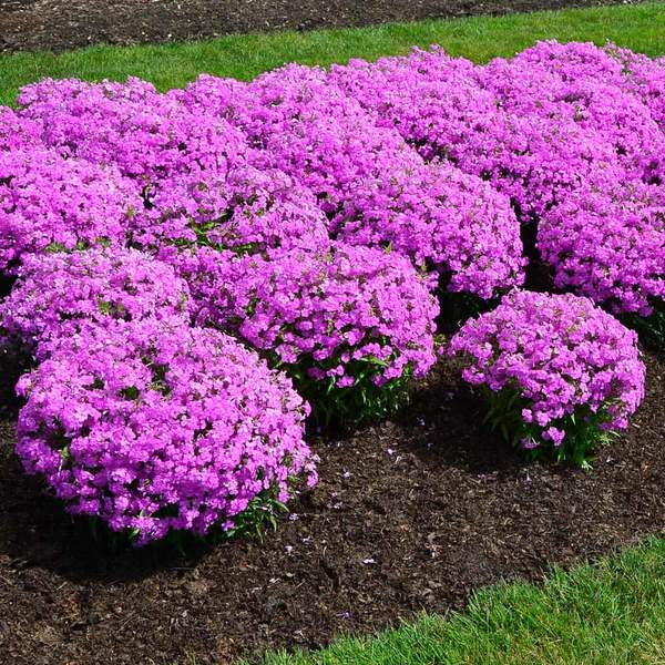 Phlox 'Forever Pink' | White Flower Farm