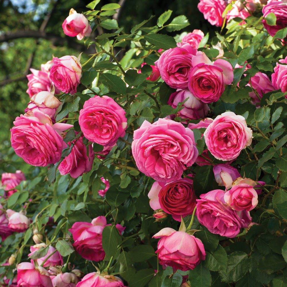 17 of the Most Fragrant Roses for Sweet Scents All Season Long, rose 