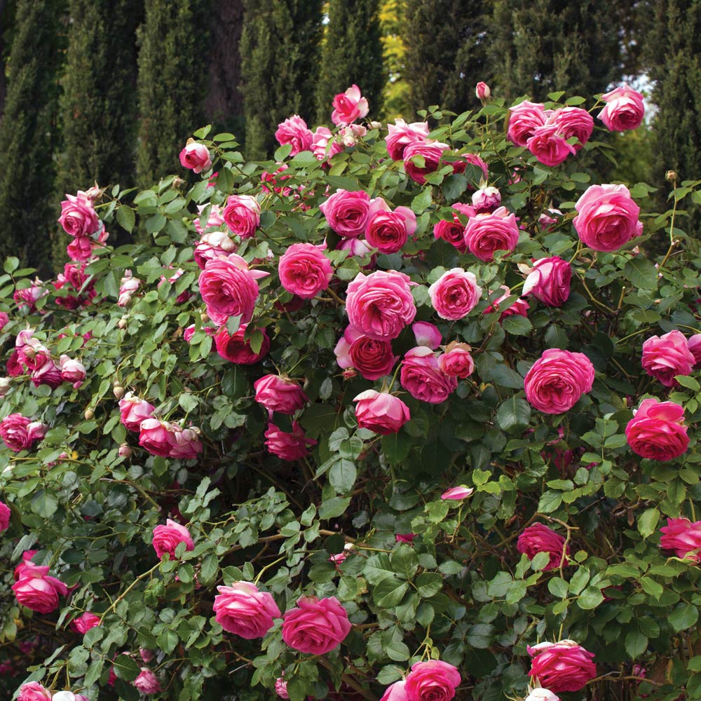 Rose Eden Climber® Pretty in Pink | White Flower Farm