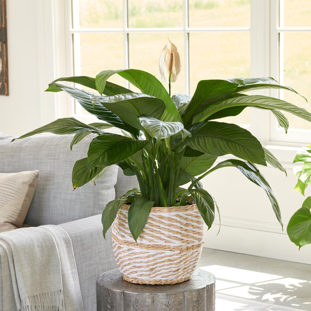 Peace Lily Plants | White Flower Farm