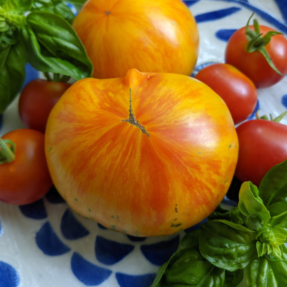 tomato-lava-flow-white-flower-farm